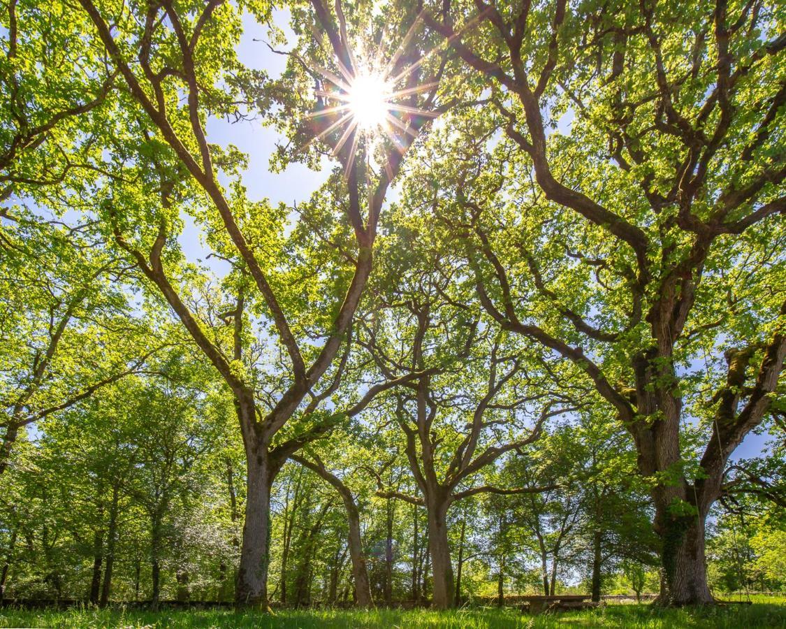 La Terrasse - A Peaceful Place In The Forest Concots Εξωτερικό φωτογραφία